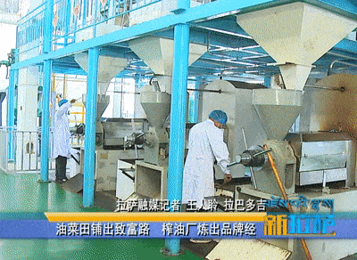 西藏企鵝糧油機械設備案例之墨竹工卡縣小油菜榨油廠項目(圖2)