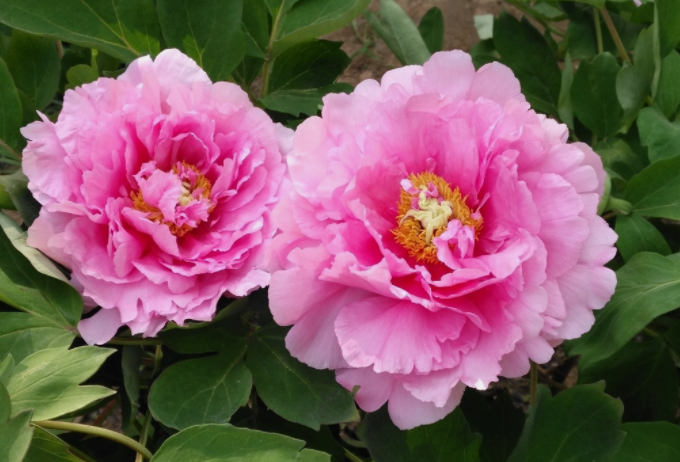 牡丹籽油精煉脫酸，企鵝機(jī)械設(shè)備較好掌控生產(chǎn)條件(圖1)